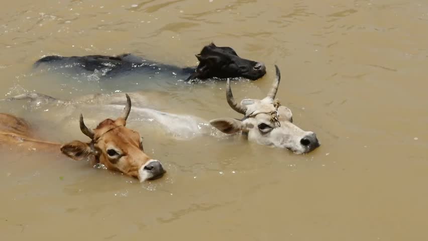 Cow swim can Can Cows