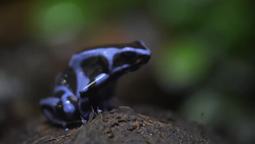 Dendrobates auratus, also known as the green and black poison dart frog or the green and black poison arrow frog, is a brightly colored member of the order Anura native to Central and South America.