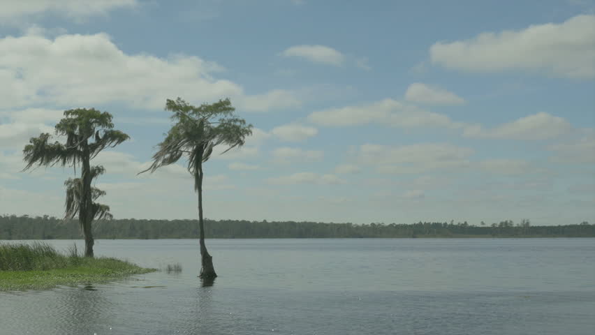 Stunted cypress trees along the edge of a Florida lake with spanish moss swaying gently in the breeze