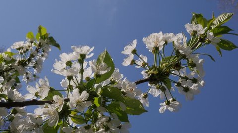 branch cherries strewn with white inflorescences close up swinging in the wind against the blue spring sky there is a plentiful spring flowering fruit trees