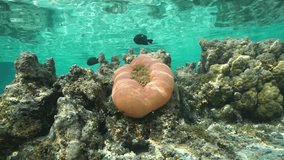 A Magnificent sea anemone, Heteractis magnifica, underwater with small fish and the ripples of water surface, lagoon of Huahine island, Pacific ocean, French Polynesia