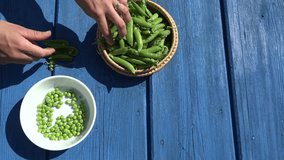 young female hand hulled green organic peas in white plate on blue wooden table outside. 4K UHD video clip.