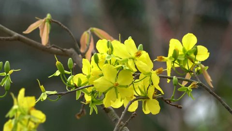 yellow flower in spring in Vietnam