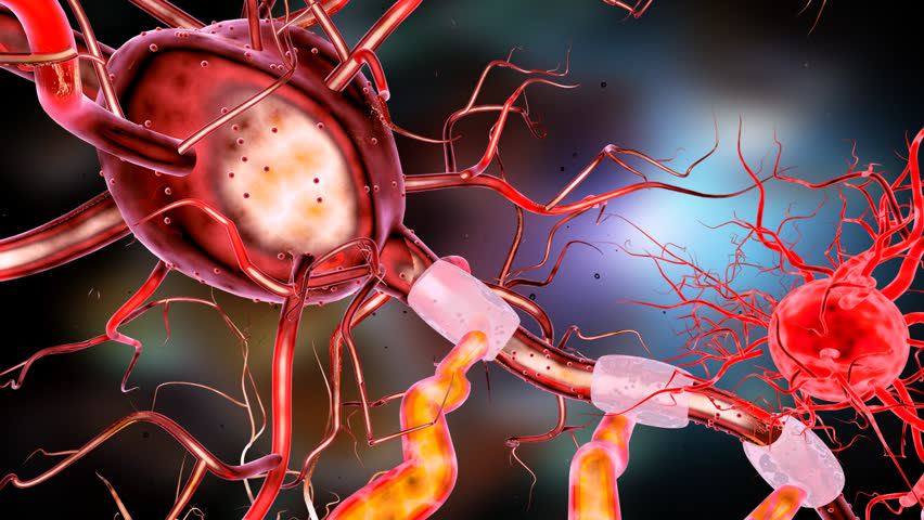 Supportive tissue of the nervous system. Neuron structure. Neuron, astrocyte (glial cell), oligodendrocytes, axon. 3D animation  Royalty-Free Stock Footage #14288869