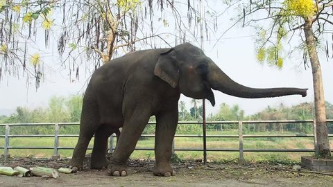 Thai elephant playful to make everybody happy.