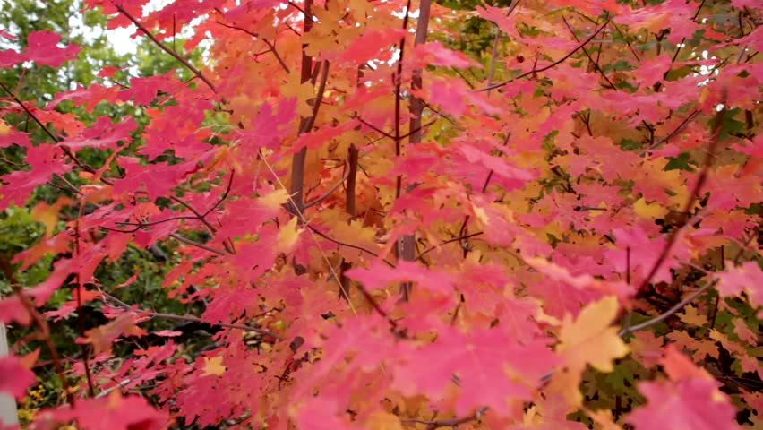 A dolly shot of vibrant red maple leafs during the fall season.