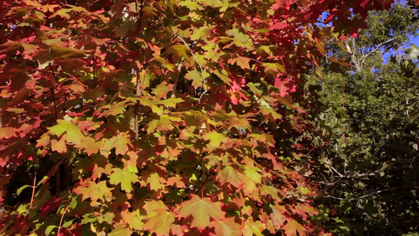 A dolly shot of vibrant red maple leafs during the fall season.