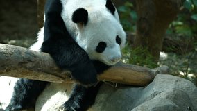 Adorable. adult panda. rises from his nap on a log in his habitat enclosure at a popular. public zoo. FullHD video