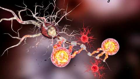 Supportive tissue of the nervous system. Neuron structure. Neuron, astrocyte (glial cell), oligodendrocytes, axon. 3D animation 