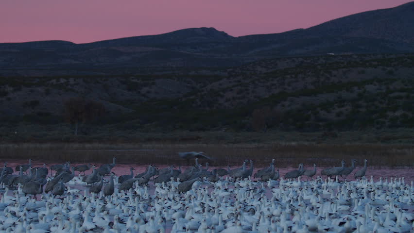 Pink dawn sky behind mountains as sandhill cranes fly over a flock of snow geese with mountains in background -P1080672