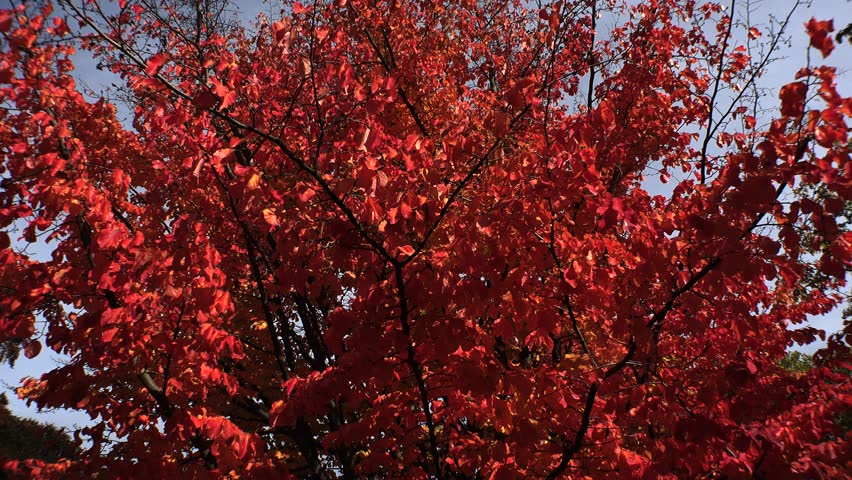 Red Leaves Of The Bird Cherry Stock Footage Video 100 Royalty Free 14303857 Shutterstock