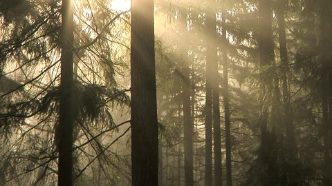 Early morning light and fog drifting through the trees, time lapse