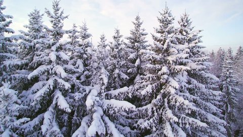 The white pine trees in a winter. Snow covers the tall pine trees in the forest during winter