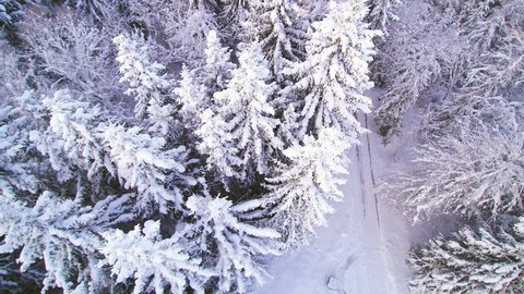 Aerial shot of the tall pine tree in snow. The tree in the forest is covered with snow on a winter