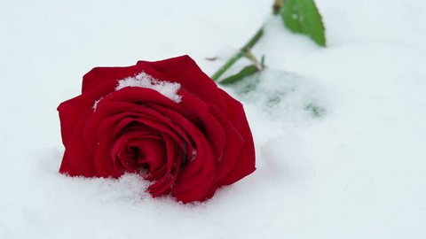 The rose in the snow