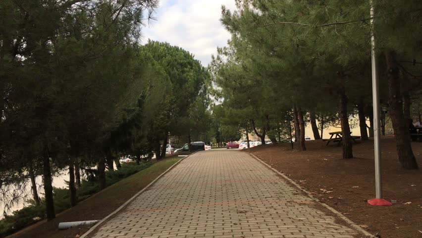 Road between trees.