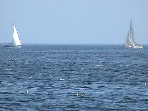 White sail yachts.