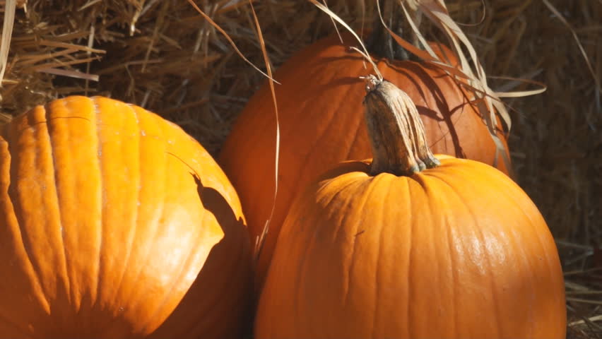 Pumpkins (Cucurbita pepo) and Halloween are a sign  that autumn has arrived.