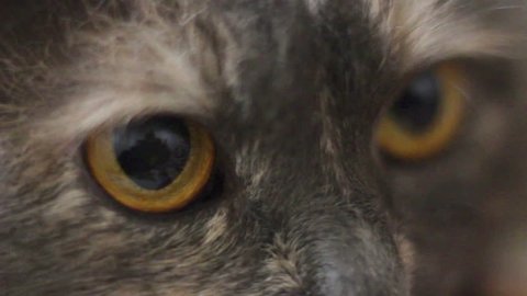 Close up of a cat's eyes