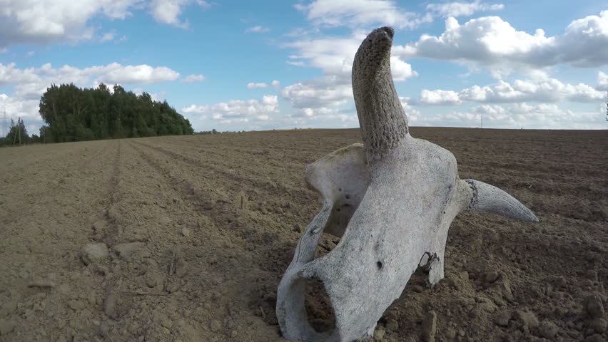 Broken cow skull on the clay soil field on sunny summer day, time lapse 4K