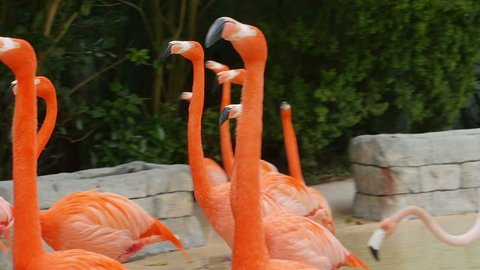 Flamingo Pink Group Running in Slow Motion