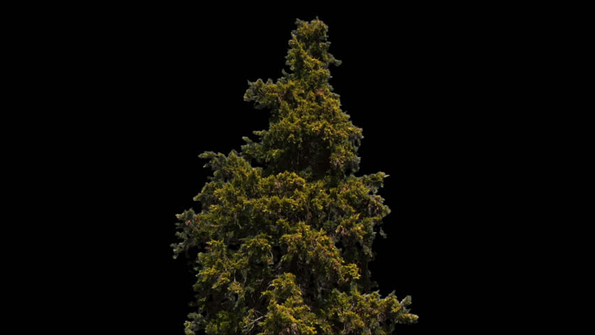 Isolate conifer