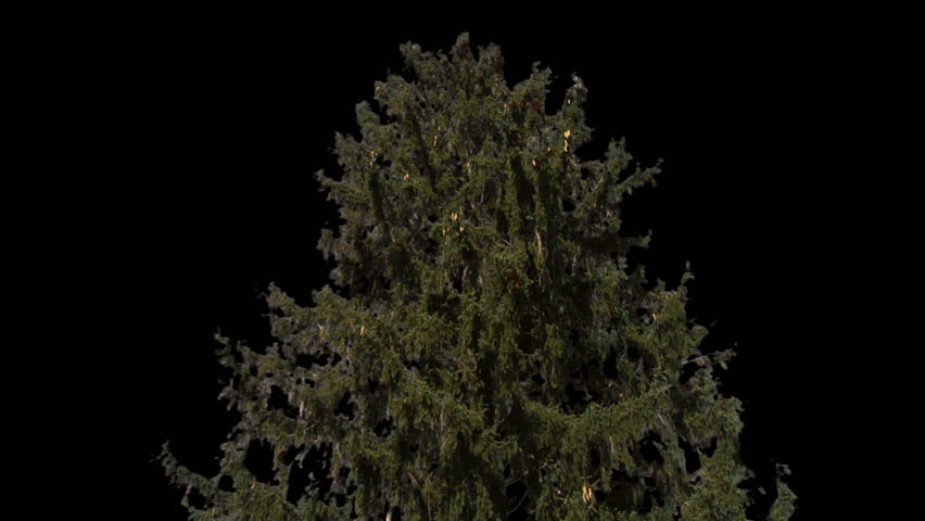 Isolate conifer with alpha matte