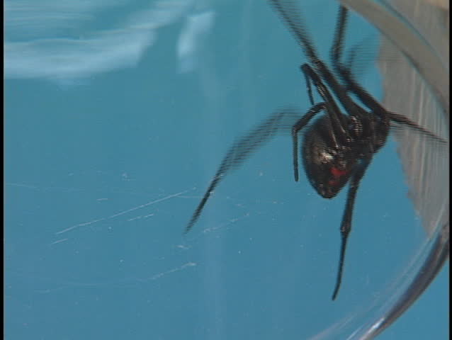 A Large Black Widow Spider の動画素材 ロイヤリティフリー Shutterstock