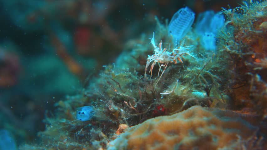 Spiny Tiger Shrimp, Harlequin Shrimp - Hymenoceridae, Phyllognathia ceratophthalmus. Close up, 4k footage