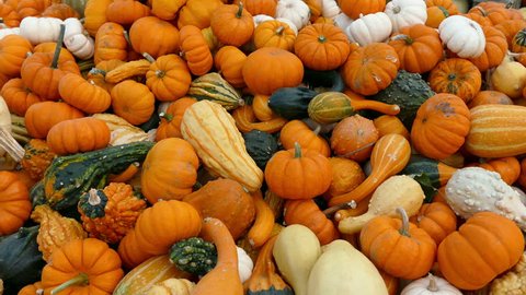 Pumpkins and gourds piled up at farmer's market, full frame close up view – Stockvideo