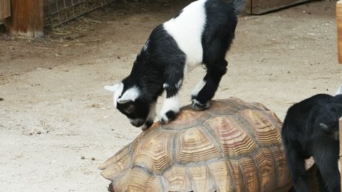 Baby Goats Climbing on Top of Large Tortoise