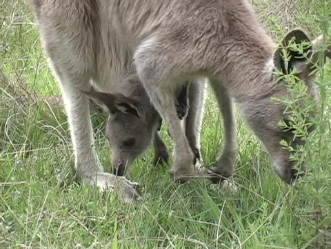 A  troop of kangaroos eat grass with their babies in their pouches.