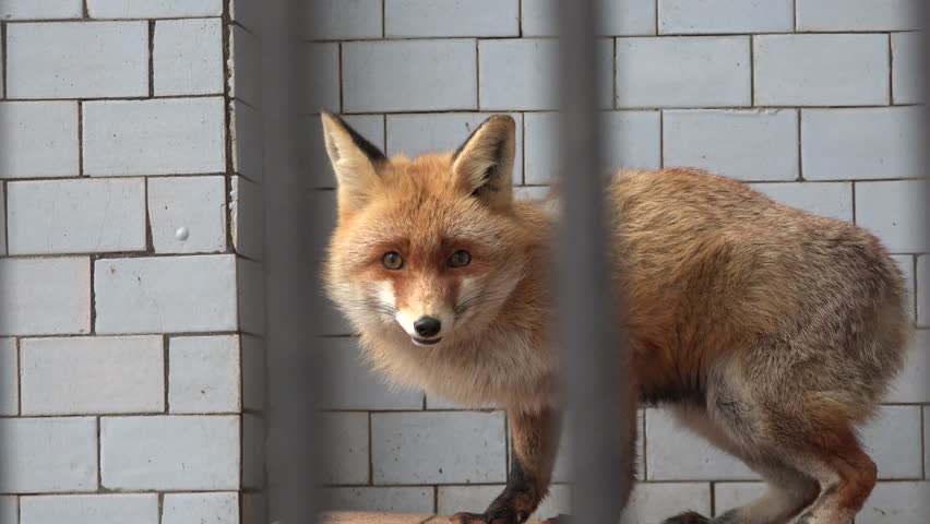Red fox is sitting on a box, in captivity, rain, fog, city, 