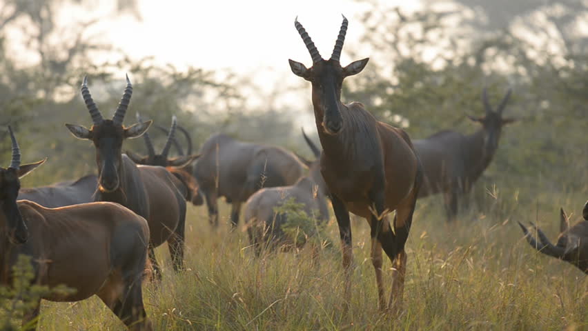 The roan antelope (Hippotragus equinus), Queen Elizabeth National Park, Uganda, Africa.