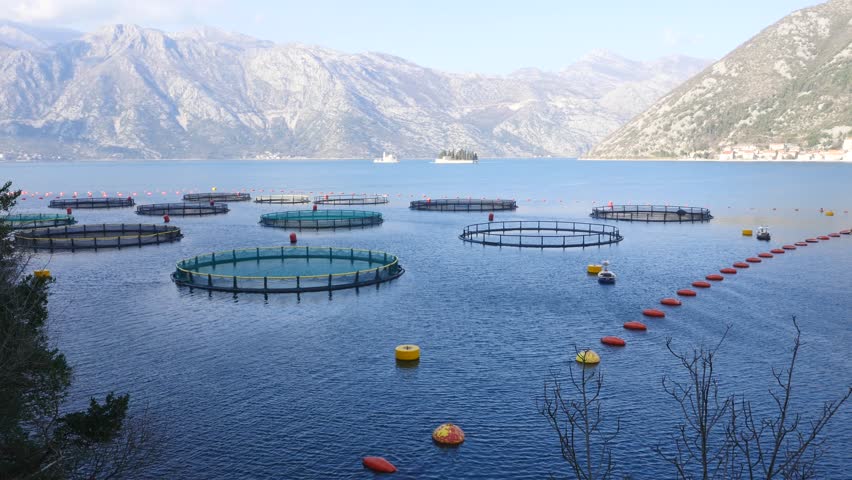 Fish Farm in the Bay 스톡 동영상 비디오(100% 로열티 프리) 14376487 | Shutterstock