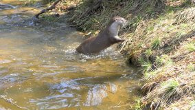 4K footage of two Otters in the Bavarian Forest (Bayerischer Wald in German) National Park in Bavaria, Germany
