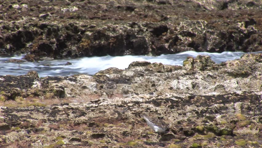 Birds Feed in Tidal Pools 스톡 동영상 비디오(100% 로열티 프리) 1438603 | Shutterstock