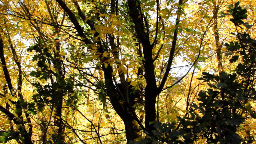 Beautiful yellow aspen leaves in the fall (Dolly Shot)