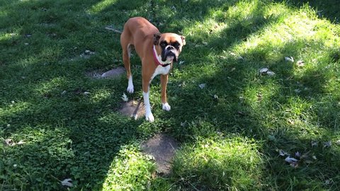 Boxer dog wiggling tail with excitement while being approached