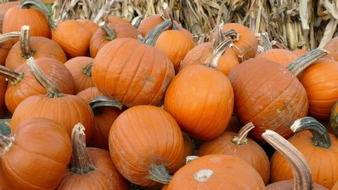 Pumpkins with dried corn stalks in the background, close up view