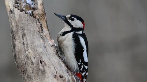 great spotted woodpecker eating fat