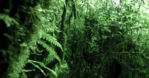 Mossy trees in dense humid forest of highlands in Cameron  slider camera video