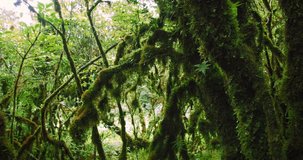Panning camera of overgrown tree branches covered by moss in wet humid forest