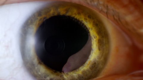 Human eye iris contracting. Extreme close up. 
