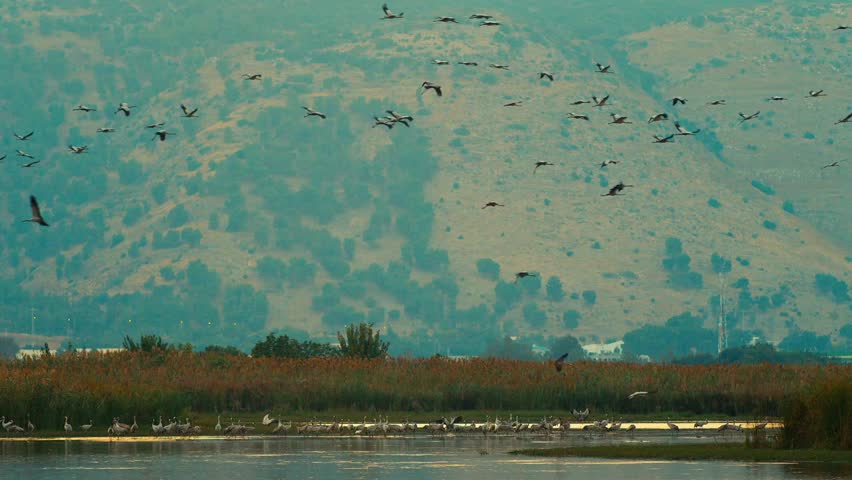 Flock of birds is flying above water, mountains at the background