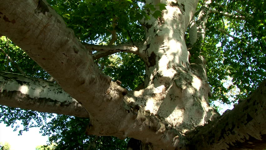 English oak tree, over one hundred and seventy years old. Oldest and most beautiful sycamores in Europe.