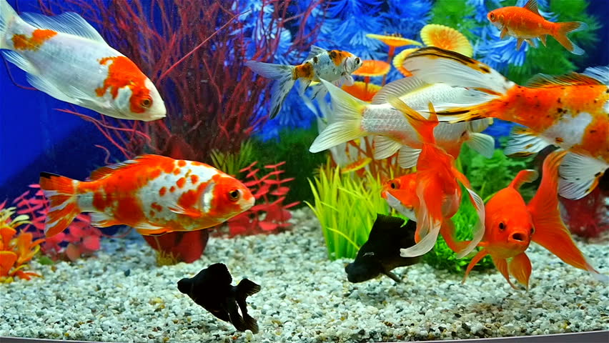 Using goldfish in aquaponics Urban Farming Uses Aquaponics To Make Farmland Where There Is None