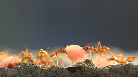 Two ants carrying food from thailand nature