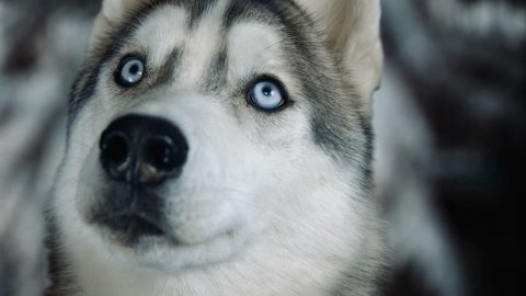 Dog siberian husky on winter background. 4K high detailed footage. Shot on black magic cinema camera. : vidéo de stock