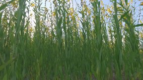 Blooming Crotalaria field. Flowering rapeseed. Full HD video footage 1080p,stabilizer shot